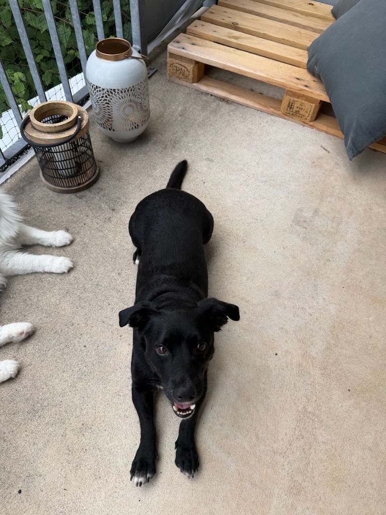 Kovu hanging out on the balcony