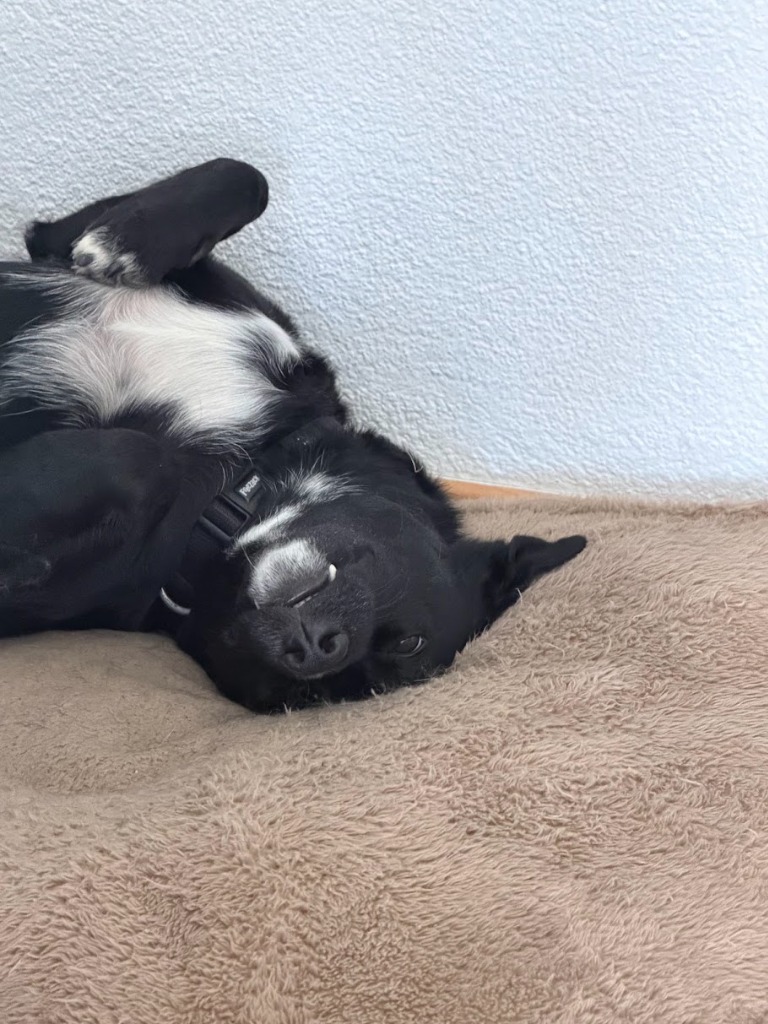 Kovu relaxing on his back