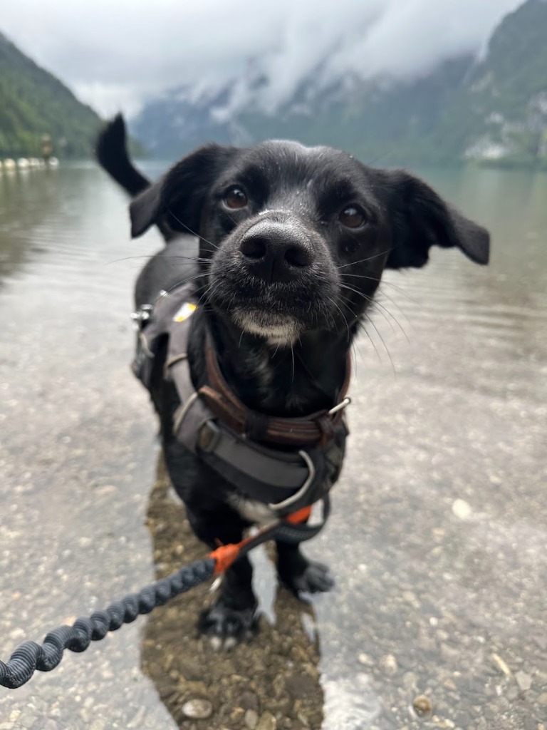 Kovu exploring by the lake