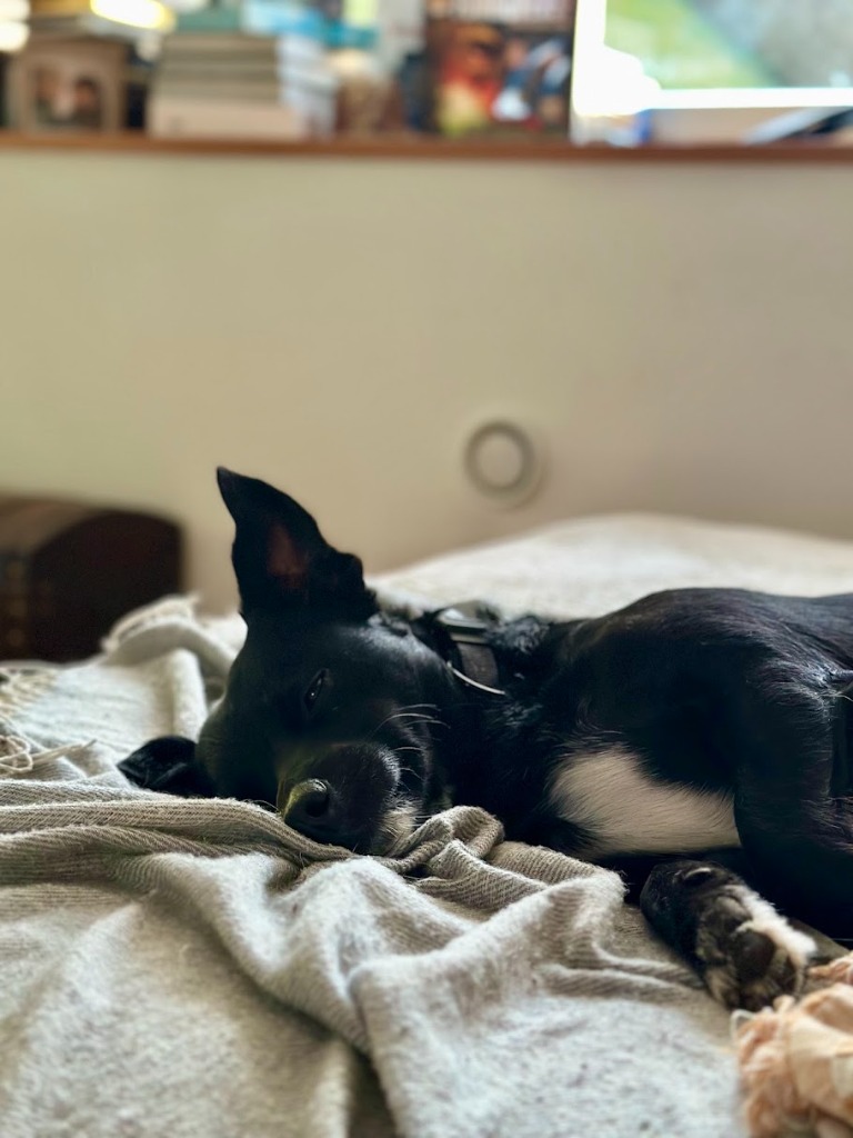 Kovu sleeping peacefully during study session