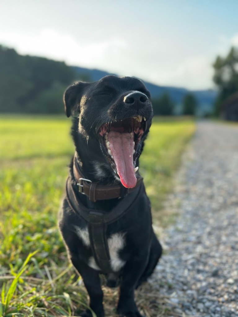 Kovu taking a big yawn outdoors